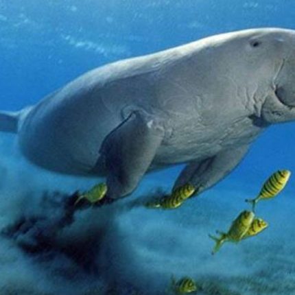 ABU DABBAB DUGONG BAY HURGHADA EGYPT EXCURSIONS